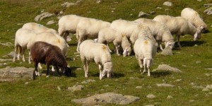 pascolo